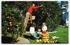 Florida Orange Grove Fruit Trees Home Family Man Children Vintage Photo Postcard picture