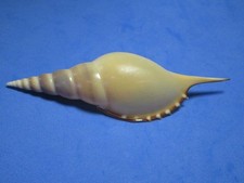 Tibia martinii Marrat, 1877 