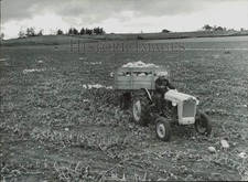 1955 Press Photo Harvested squash from Wilbur Sherman's farm - lra27513 picture