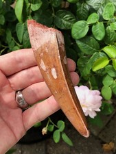 5+ Inch Monster Carcharodontosaurus Dinosaur Tooth Fossil All Natural picture