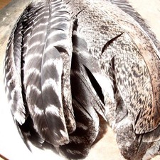 Lot of 25 BRONZE TURKEY QUILLS/BARRED FEATHERS picture