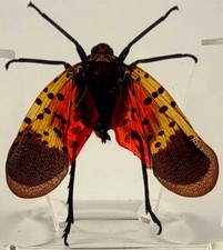 38mm Real Spotted Lanternfly in Clear Lucite Resin Insects Science Education picture