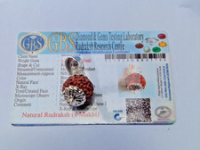 RARE 8 EIGHT FACE MUKHI RUDRAKSHA LAB...... picture