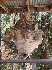 Wasp Nest genuine Large Bald Hornet’s Nest on Madrone branch. picture