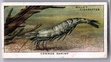 1938 Wills's The Sea-Shore Tobacco Card #26 Common Shrimp picture