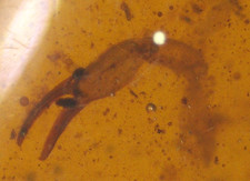 Nice Scorpion Claw with Mites in Burmese Amber Fossil Dinosaur Age picture