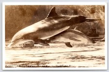 Marineland Studios FL Mother & Baby Porpoise~On A1A~Sepia RPPC c1950 Postcard picture