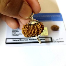 14 Mukhi Rudraksha Nepal Origin Lab Certified A+ Quality Silver plated Cap picture