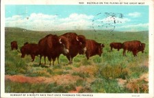 Sterling CO postcard HERD OF AMERICAN BISON ON THE GREAT PLAINS 9/12 BB4111 picture