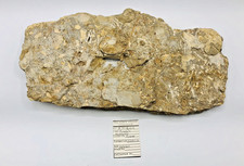 Large Prionocyclus Ammonite Fossil Plate Multiple fossils Cretaceous Wyoming 14