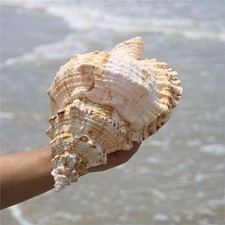23CM 9inch Natural Marine Shells Create Micro-landscapes Marine Snail Ornament picture