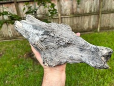 Texas Petrified Wood 15