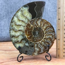TOP 200G+ Natural ammonite fossil conch crystal specimen healing care picture