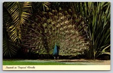 Vintage Postcard Peacock In Tropical Florida picture
