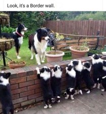 Border Collie  dog  fridge magnet 3 1/2 X 4 1/2 