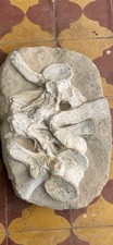 Triple Plesiosaurus Vertebrae Fossil - Prehistoric Marine Reptile original 100% picture