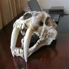 Smilodon Saber Toothed Tiger Skull 1:1 Replica Skull Resin Skull Model picture