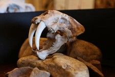 Smilodon Fatalis Skull Replica – Life Size Sabertooth Fossil Display picture