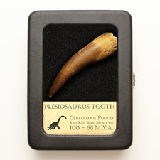 Original Plesiosaurus Tooth - Excellent Quality - With Display Case picture