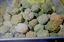 JoNGD: (Each 1-lb LOT) = ( 34 to 38 Tiny Oregon Thundereggs) Rough Bulk Rocks(W) picture