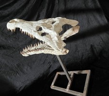 authentic prehistoric crocodile skull fossilcretaceous  very Rare picture