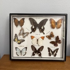 Vtg Framed 11 Specimen Butterfly Taxidermy Display Collection Butterflies 12x10 picture