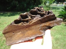 BEYOND RARE HORSE JAW FROM LA BREA TAR PITS CALIFORNIA FLORIDA FOSSILS EQUUS FL picture