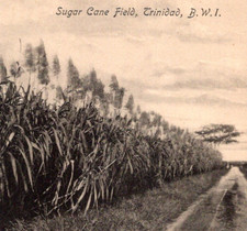 * Antique RPPC Sugar Cane Field Trinidad British West Indies Bwi c1900s Postcard picture