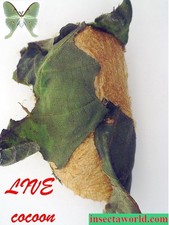 Luna moth (Actias luna) - LIVE COCOON in DIAPAUSE generation 2026 picture