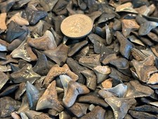 Colorfol Lot Of 20 B Grade Fossilized Shark Teeth From SouthWest Florida picture