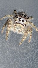 Jumping Spider picture