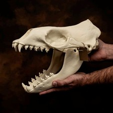 Leopard Seal Skull New Lifesize Replica Prehistoric Looking Skull Exclusive picture