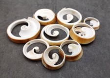 Ring Cut Tibia Conch Seashells, Sliced Tibia Curta (10 pcs approx. 0.75+ inch) picture