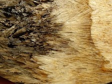 Fantastic Sagenite Agate Polished Freeform w/ Unknown Fibrous Inclusions 144.6g picture