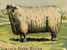 1890s White Sheep Prize Lincoln Buck Wilton Domestic S. M. Co Ad Trade Card picture