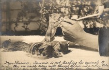 Squirrels Fed Through Tobacco Pipe Amateur Nature GREAT RPPC c1907 Postcard bhn picture