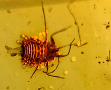 A101 BU7135 Superb Scale Insect in authentic Burmese Amber Burmite 99mya picture