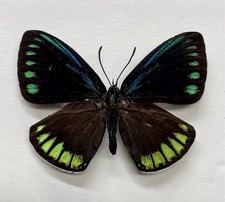 Unmounted Butterflies Eumaeus debora lot of 10 wings closed Entomology  picture