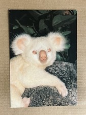Postcard Albino Queensland Koala San Diego Zoo CA California Australia Animal picture