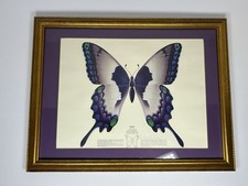 SIGNED - Vintage 1973 Richard A. Colborn Gemini Butterfly Astrology Print Framed picture
