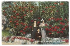 California c1909 man and women, Poinsettia plant, Christmas Flower picture