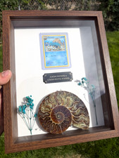 Ammonite Fossil Shadow Box Display w/ Pokémon Omanyte Card – Framed Oddity picture
