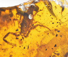 Rare Scorpion in Burmese Amber, Burmite, Leaf, Other Insects, 100MYA picture