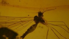 Special price beautiful detailed dragonfly inclusion amber picture