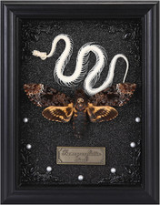 Gothic Death Head Moth & Snake Skeleton Shadow Box Wall Art Decor picture
