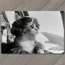 POSTCARD Cat Aviator Goggles Cockpit Window Airplane Wing Black White Humor picture