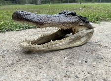XL American Alligator Head 9-10” Genuine Louisiana picture