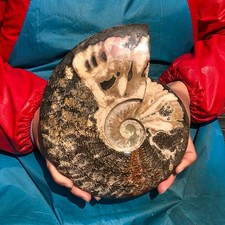 5.43 LB Polishing Restoration of Natural Conch Specimens from Madagascar 3540 picture