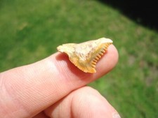 PATHOLOGICAL SNAGGLE TOOTH SHARK BONE VALLEY HEMIPRISTIS SHARKS TEETH FLORIDA FL picture