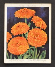1938 Wills's Garden Flowers New Varieties Cigarette Card 4 Calendula (Marigold) picture